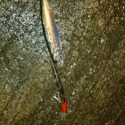 台風後！シーバス祭り！！