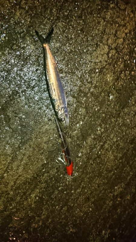 台風後！シーバス祭り！！