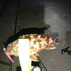 メバルの始まりか！