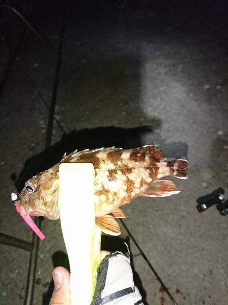 メバルの始まりか！