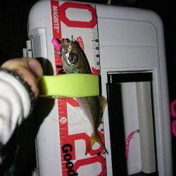 アジング後の青物狙い