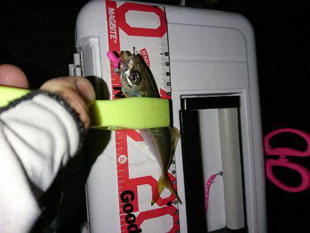 アジング後の青物狙い