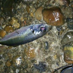 0.3gの差で釣果にも差が出るアジング