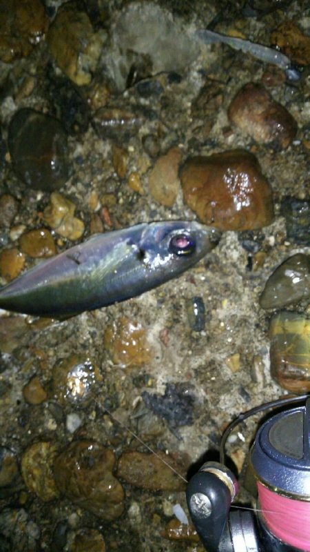 0.3gの差で釣果にも差が出るアジング