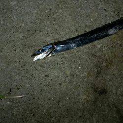 仕事帰りにタッチー調査。