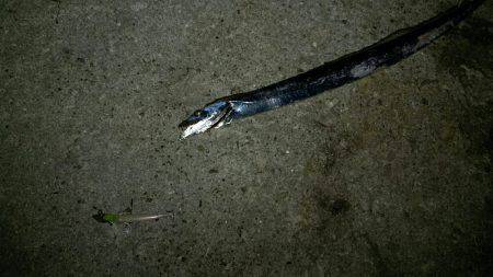 仕事帰りにタッチー調査。