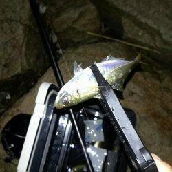 アジング中毒!!