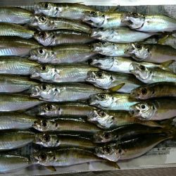 久々アジング！