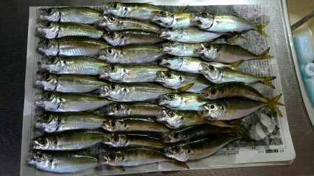 久々アジング！