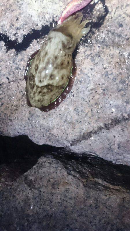 キープサイズが…