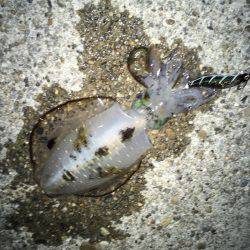 アオリイカゲームとタチウオゲーム