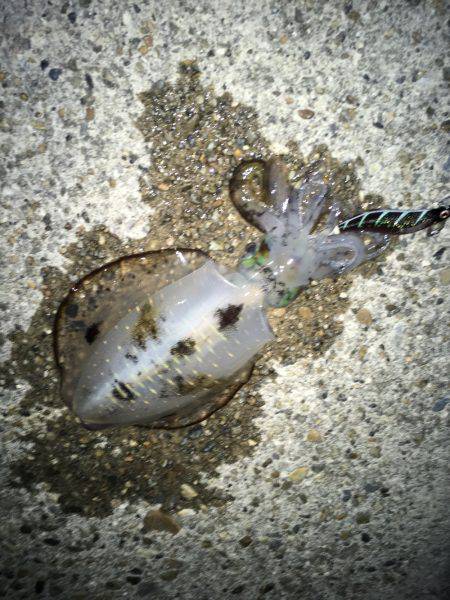 アオリイカゲームとタチウオゲーム