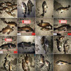 苫小牧にてロックフィッシュをバーチカルに狙う