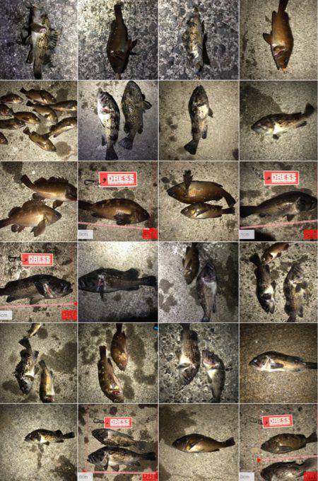 苫小牧にてロックフィッシュをバーチカルに狙う