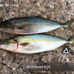 大潮パワーでハマチんぐ