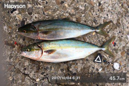 大潮パワーでハマチんぐ