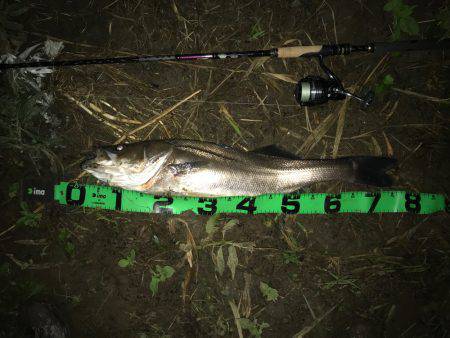 ジョイントルアー