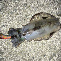 明石周辺エギング