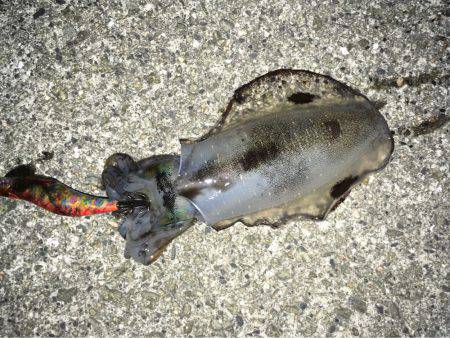 明石周辺エギング