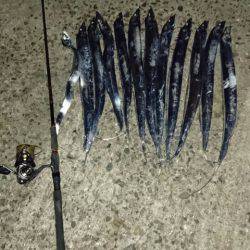 アオリイカ☆ハモ！？タチウオゲーム