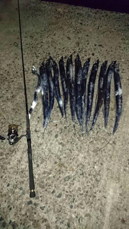 アオリイカ☆ハモ！？タチウオゲーム