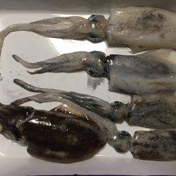 淡路島アオリイカ釣行
