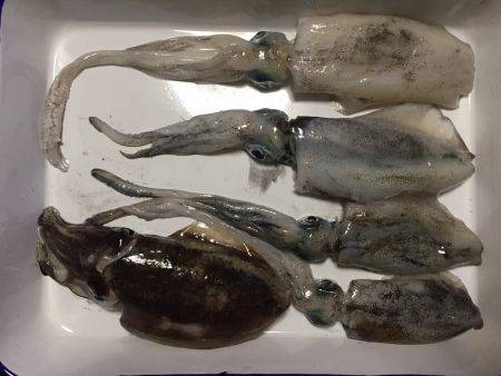 淡路島アオリイカ釣行