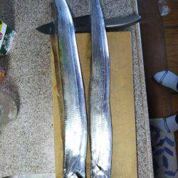 タチウオワインド