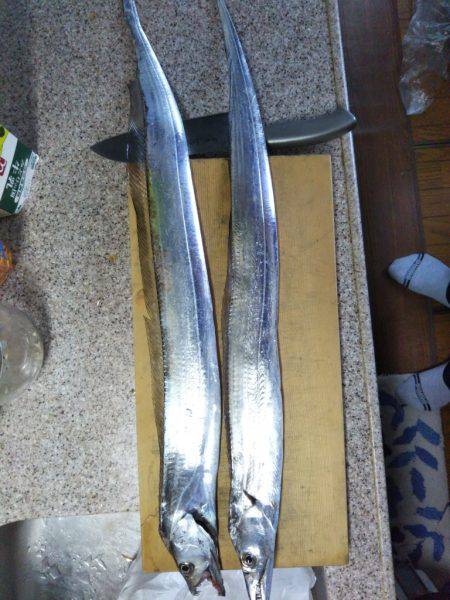 タチウオワインド