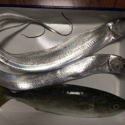 岸和田一文字 青物・タチウオ狙い