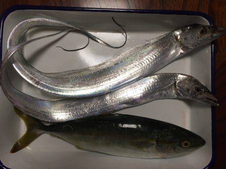 岸和田一文字 青物・タチウオ狙い