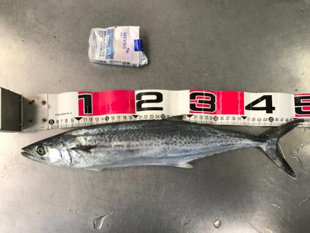 青木丸で大漁！