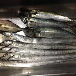 SSJで謎の魚ゲットしました