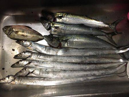 SSJで謎の魚ゲットしました