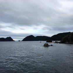 磯でアオリイカ