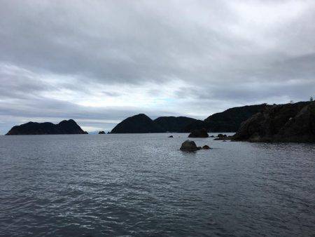 磯でアオリイカ