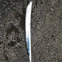 シーバス狙いが