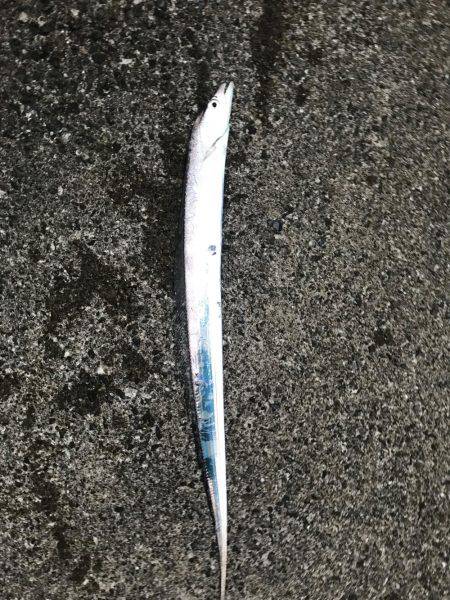 シーバス狙いが