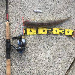 明け方 タチウオ 明けてエソ