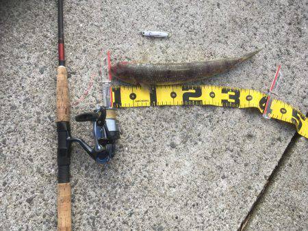 明け方 タチウオ 明けてエソ