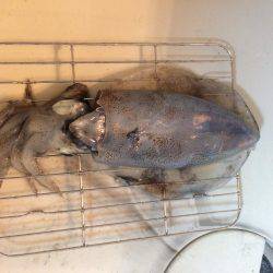 夕まずめエギング