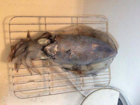 夕まずめエギング