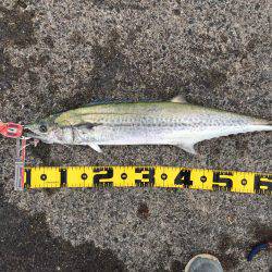 秋のハイシーズン！