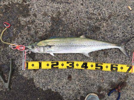 秋のハイシーズン！