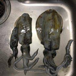 エギングでアオリイカ