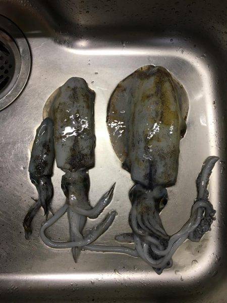 エギングでアオリイカ