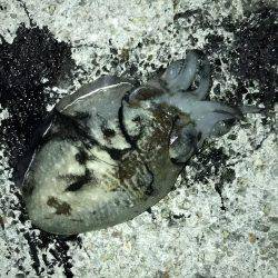 塩屋漁港エギング