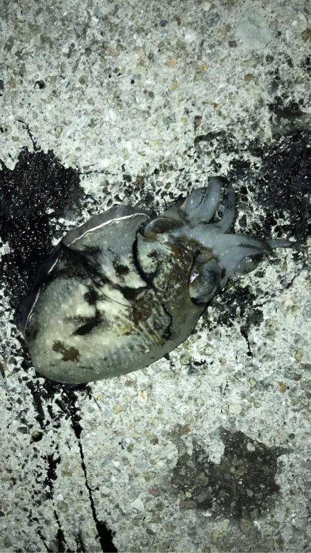 塩屋漁港エギング