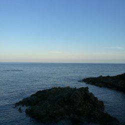 アオリイカ調査