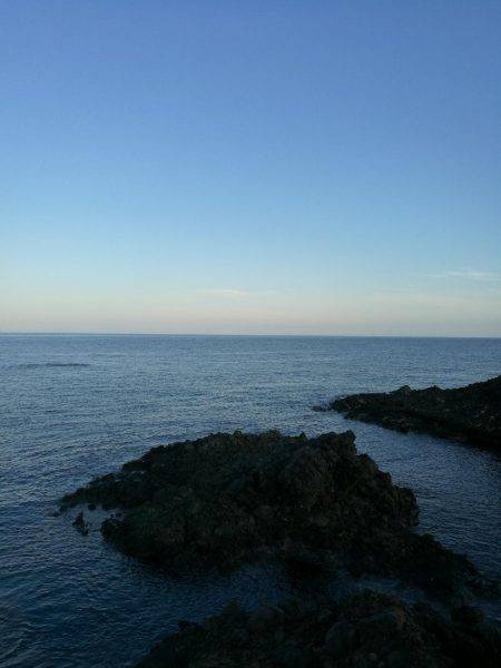 アオリイカ調査